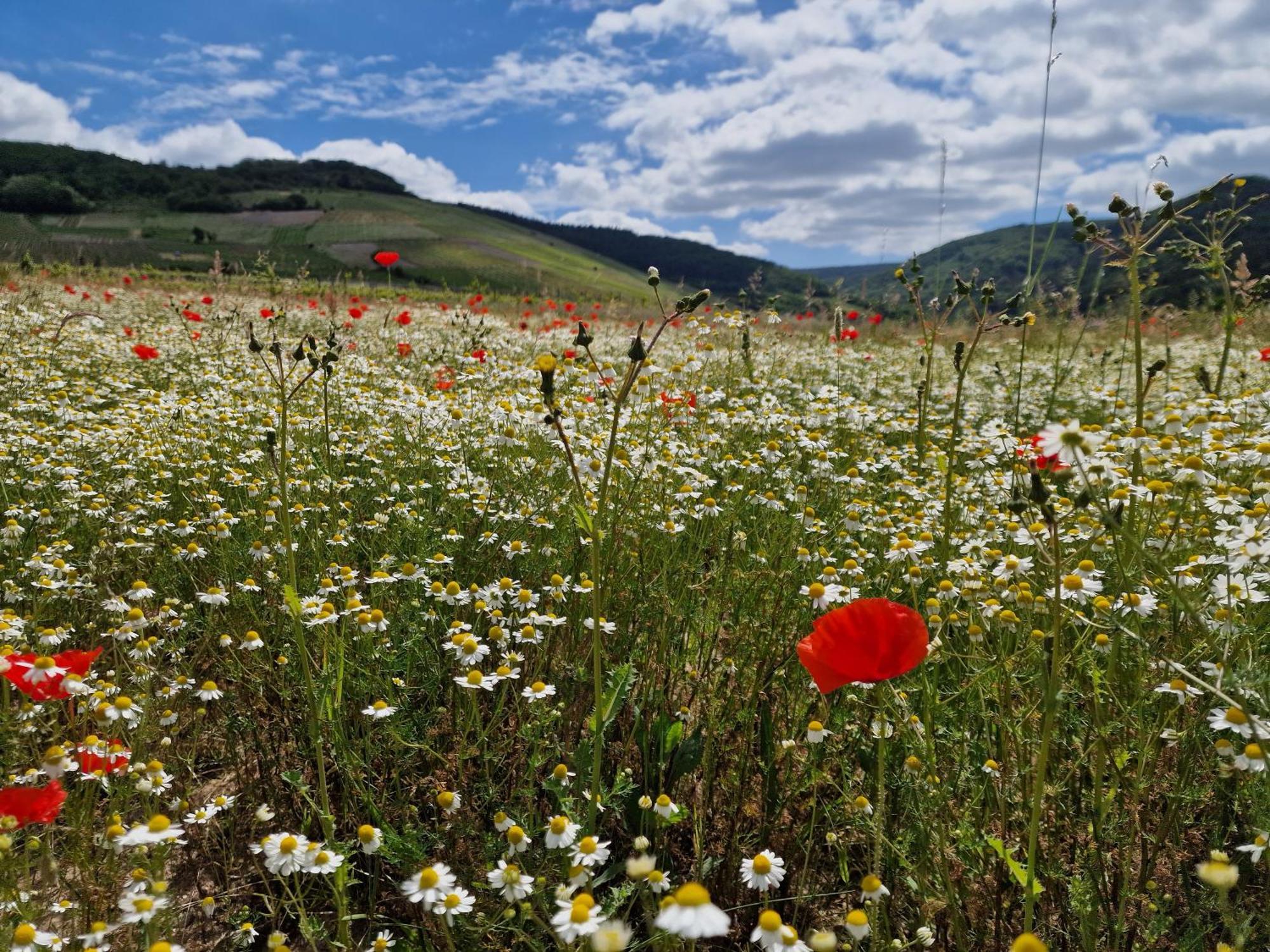Das Rote Ferienhaus Terlinden Lieser Exteriör bild